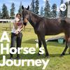 undefined A Horse's Journey