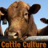 undefined Cattle Culture