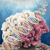 undefined Coral Currents Podcast