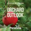 undefined Orchard Outlook