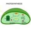 undefined Photosynthesis