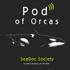 undefined Pod of Orcas