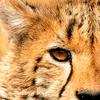undefined Project Camelot
