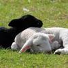 undefined SheepAsleep