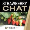 undefined Strawberry Chat