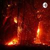 undefined The Australian Bushfires