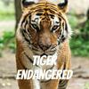 undefined Tiger Endangered
