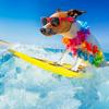 undefined The Space Coast Pet Podcast