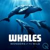 undefined Whales