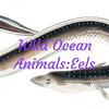 undefined Wild Ocean Animals:Eels