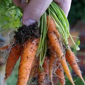 Podcast An Hour in the garden - week by week