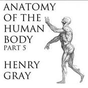 Anatomy of the Human Body, Part 5 (Gray's Anatomy) by Henry Gray (1827 - 1861)