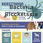 Podcast Bacteria Riccketssia