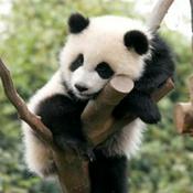 Podcast Bamboo Forest