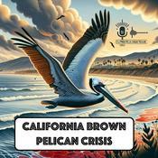 Podcast California Brown Pelican Crisis 2024
