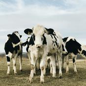 Podcast College Of Work