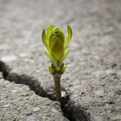 Podcast Colossians: Power to Endure with Joy