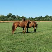 Podcast Conversations in Equine Science