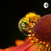 Podcast Fred Fuchs Video game violence