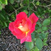 Podcast Gorillazgal86's (Mostly) Good Omens Podfics