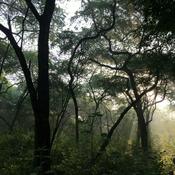 Podcast Hara (Green)