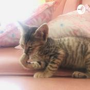 Podcast Malu malu kucing