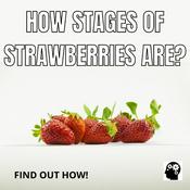 Podcast How Stages Of Strawberries Are?