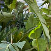 Podcast late night thoughts