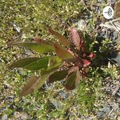 Podcast LFH - Leaves For Healing