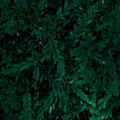 Podcast Linden Heights Baptist Church