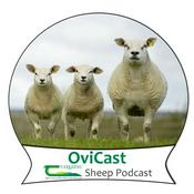 Podcast OviCast