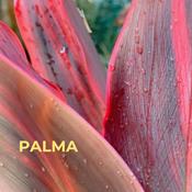 Podcast Palma