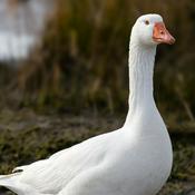 Podcast Podcast (Name Pending)