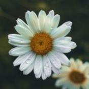 Podcast Serene Reflection - 'As within, so without' - Inner musings for outer change.'