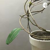 Podcast Solutions for life