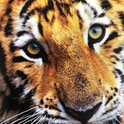 Podcast Spencer’s Animal Adventure