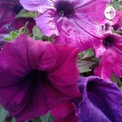 Podcast Sri Ram Charit Manas And Other Texts Readings