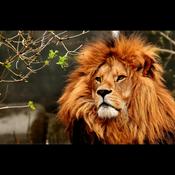 Podcast Swagger Academy