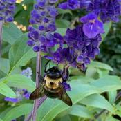 Podcast The Anniedote