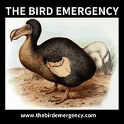 Podcast The Bird Emergency