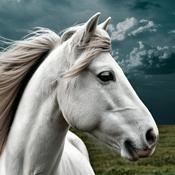 The Elaine Heney Horse & Pony Audiobook Podcast