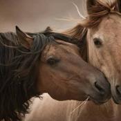 Podcast The Language of Horses Podcast