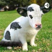 Podcast The livestock crises