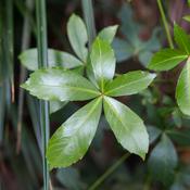 Podcast The Restoring Nature Show