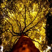 Podcast The Tree Podcast