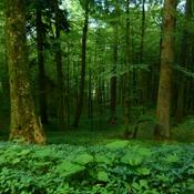 Podcast The Understory Bard