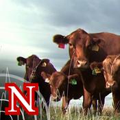 Podcast UNL BeefWatch