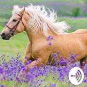 Podcast Why do horses stand sleeping?
