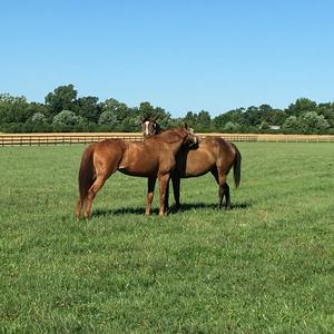 Conversations in Equine Science
