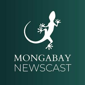 Listen to Mongabay Newscast in the App